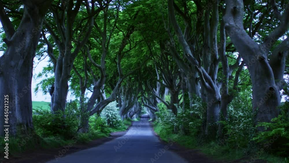 The Dark Hedges in Armoy Co. Antrim, Beautiful tree road landscape in Northern Ireland. The Dark Hedges in Armoy Co. Antrim, Beautiful tree road landscape in Northern Ireland.