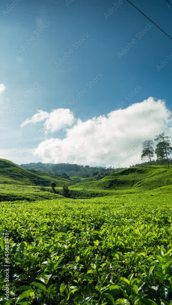 Vertical video - Timelapse of clouds rolling over the tea plantation