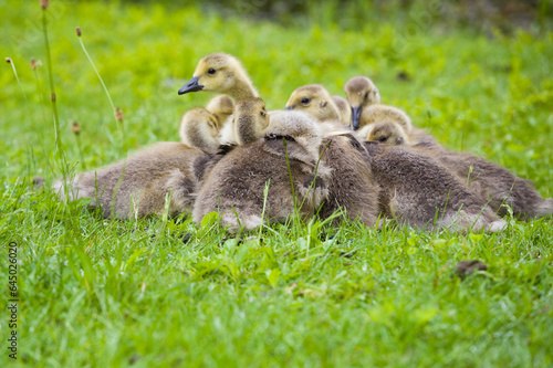 Baby Canada Geese. © Frances