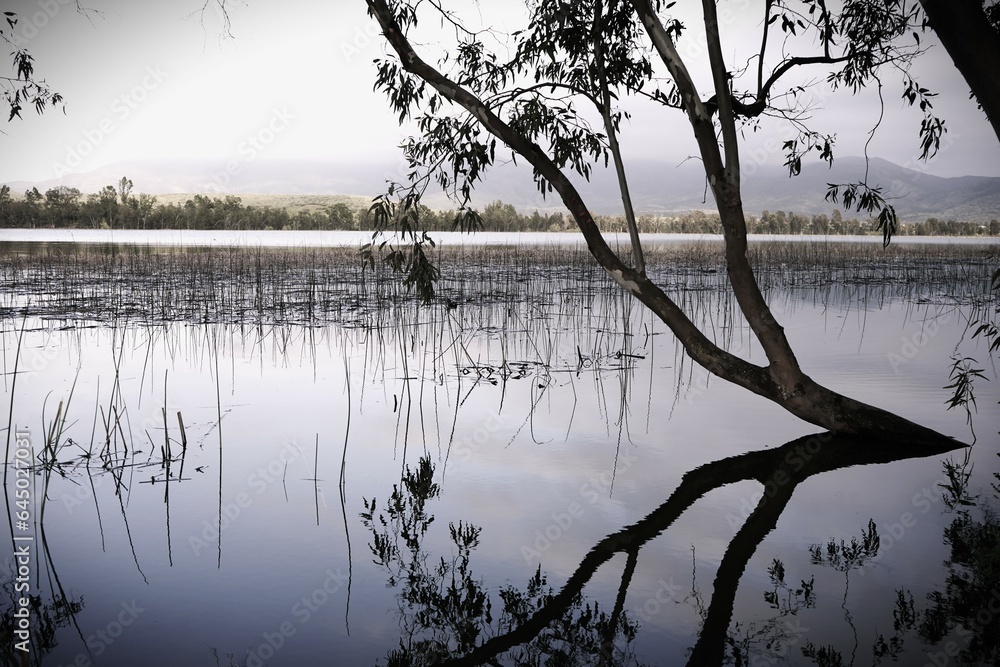 Reflection of tree on lake