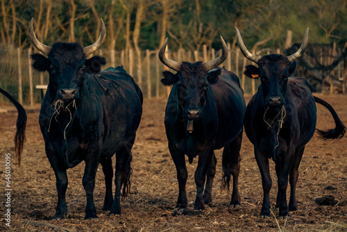 Fototapeta Naklejka Na Ścianę i Meble -  Bulls in the field at sunset