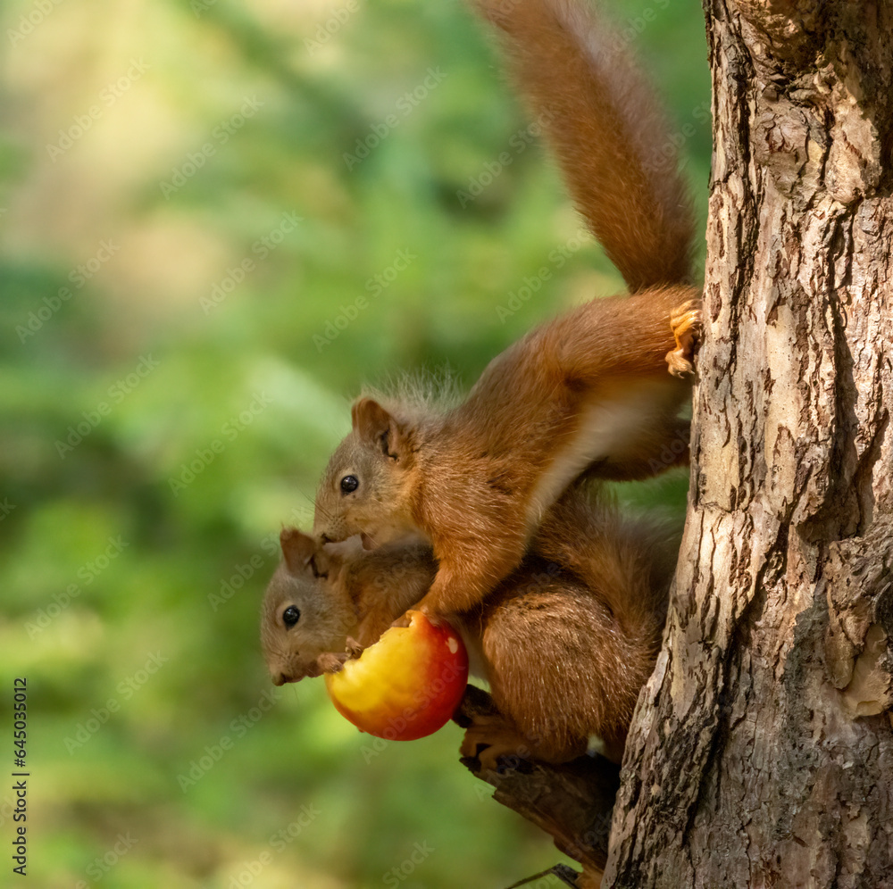 Two scottish red squirrels sharing an apple together on the branch of a tree in the woodland Two scottish red squirrels sharing an apple together on the branch of a tree in the woodland