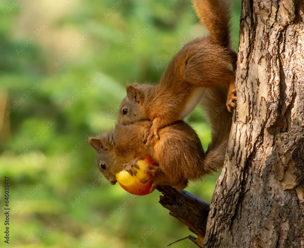 Two scottish red squirrels sharing an apple together on the branch of a tree in the woodland Two scottish red squirrels sharing an apple together on the branch of a tree in the woodland