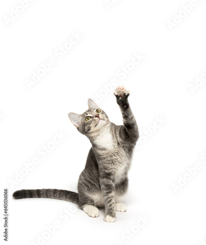 Tabby kitten on white background