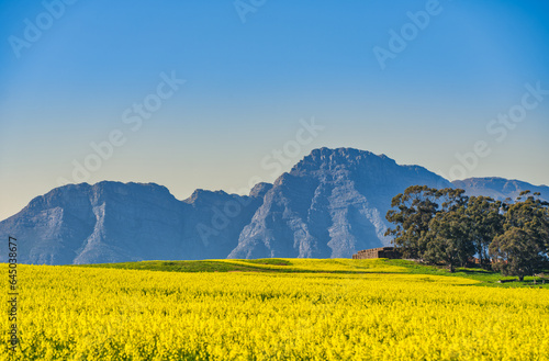 Rolling hills banket with yellow flowers and Winterhoek Mountain in the background, Wolseley, Western Cape, South Africa photo