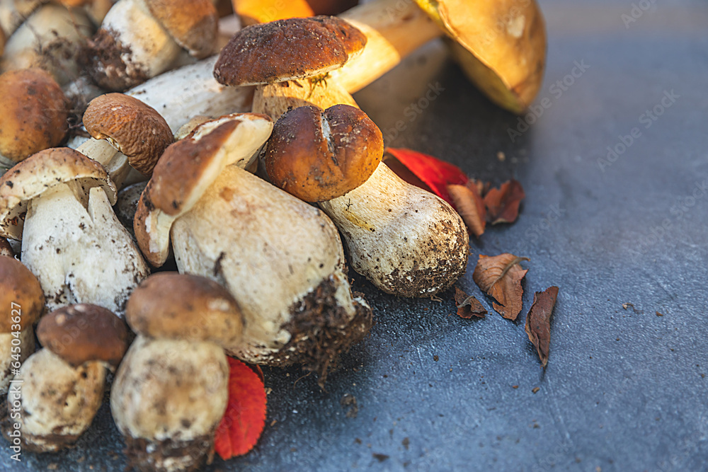 Autumn fall composition. Raw edible mushrooms Penny Bun on dark black stone shale background. Ceps over gray table. Cooking delicious organic mushroom gourmet food. Flat lay top view Autumn fall composition. Raw edible mushrooms Penny Bun on dark black stone shale background. Ceps over gray table. Cooking delicious organic mushroom gourmet food. Flat lay top view