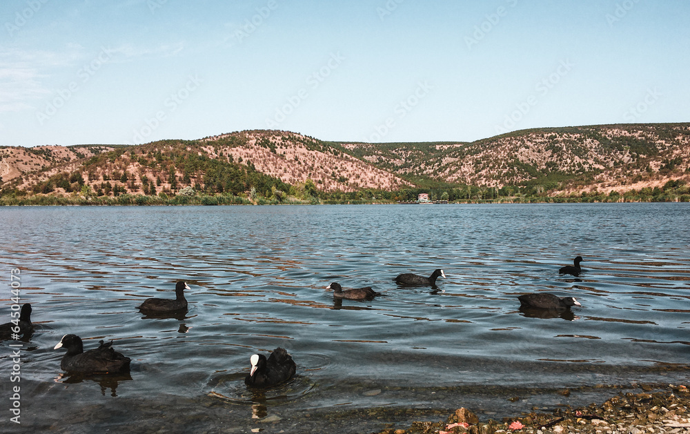 Fototapeta premium The peaceful beauty of nature: Water chickens swimming in the lake.