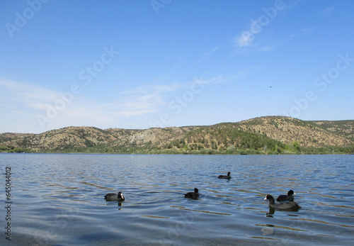 The peaceful beauty of nature: Water chickens swimming in the lake.