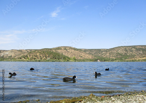 The peaceful beauty of nature: Water chickens swimming in the lake.