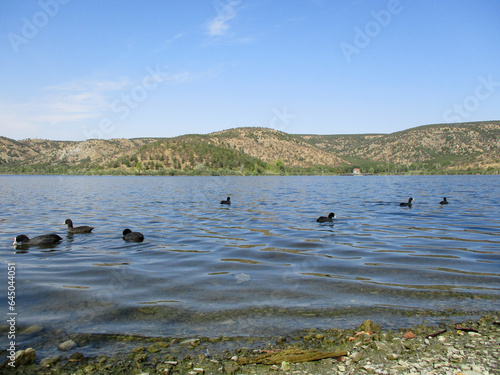 The peaceful beauty of nature: Water chickens swimming in the lake.