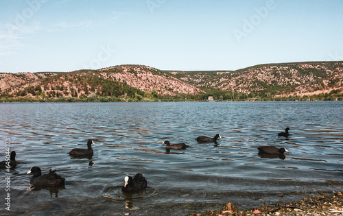 The peaceful beauty of nature: Water chickens swimming in the lake.