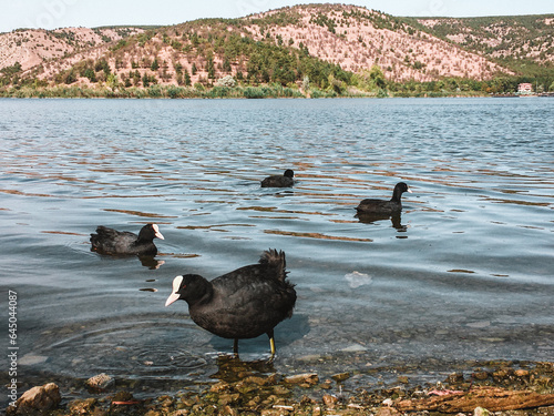 The peaceful beauty of nature: Water chickens swimming in the lake.
