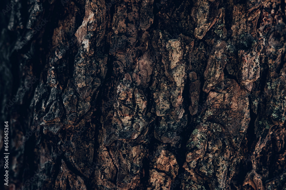A close up of a textured bark of an old tree A close up of a textured bark of an old tree