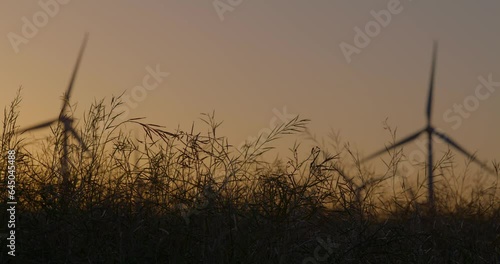 Tall grass with wind turbines windmills in the background at sunset near Palm Springs California