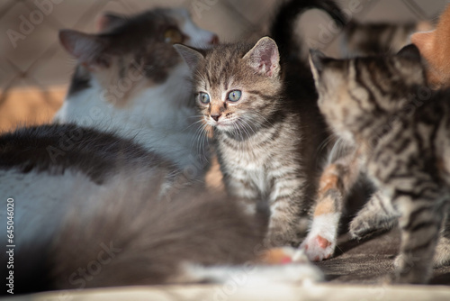 Wallpaper Mural A beautiful country cat in a fenced paddock. Torontodigital.ca