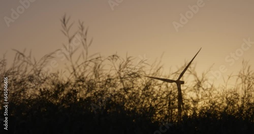 Tall grass with wind turbines windmills in the background at sunset near Palm Springs California