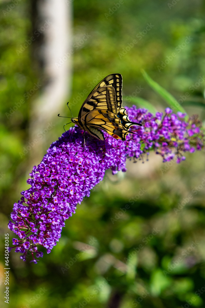 Schmetterling sitzt auf einer Pflanze Schmetterling sitzt auf einer Pflanze