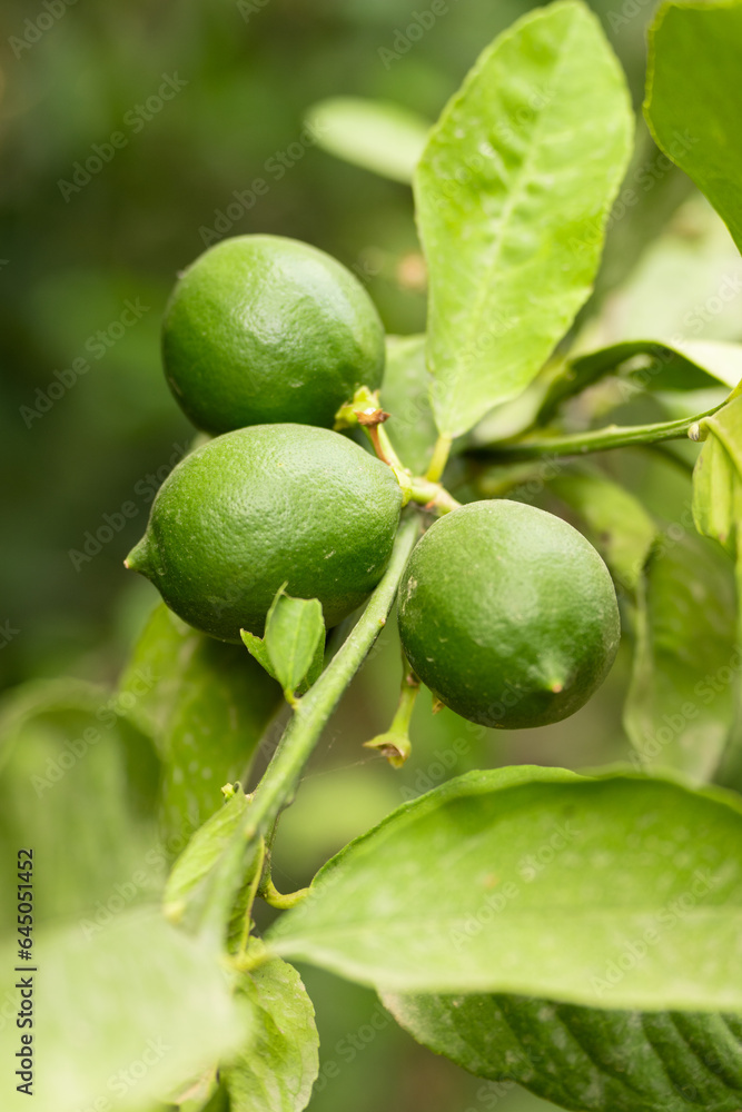 Fresh lime lemon on branch Fresh lime lemon on branch