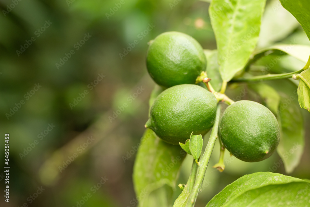 Fresh lime lemon on branch