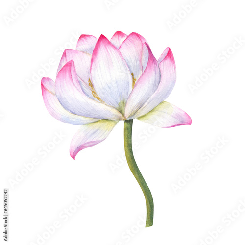 Pink blooming Water Lily with green stem. Lotus flower, Indian Lotus, Sacred Lotus. Watercolor illustration or wedding design, yoga center, poster, logo, label
