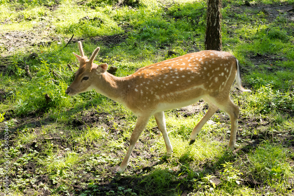 Animals in nature deer and goats Animals in nature deer and goats