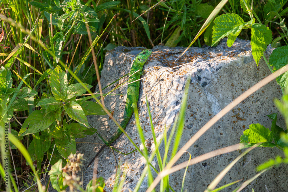 Obraz premium A green lizard looks at the photographer. A green lizard (lacerta viridis) poses on a rock in the sun's rays. The female is almost completely green.