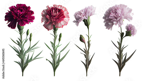 Carnation  Dianthus caryophyllus  Traditional flower for bouquets and arrangements