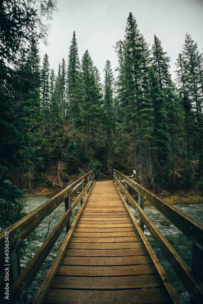 Fototapeta premium wooden bridge in the forest