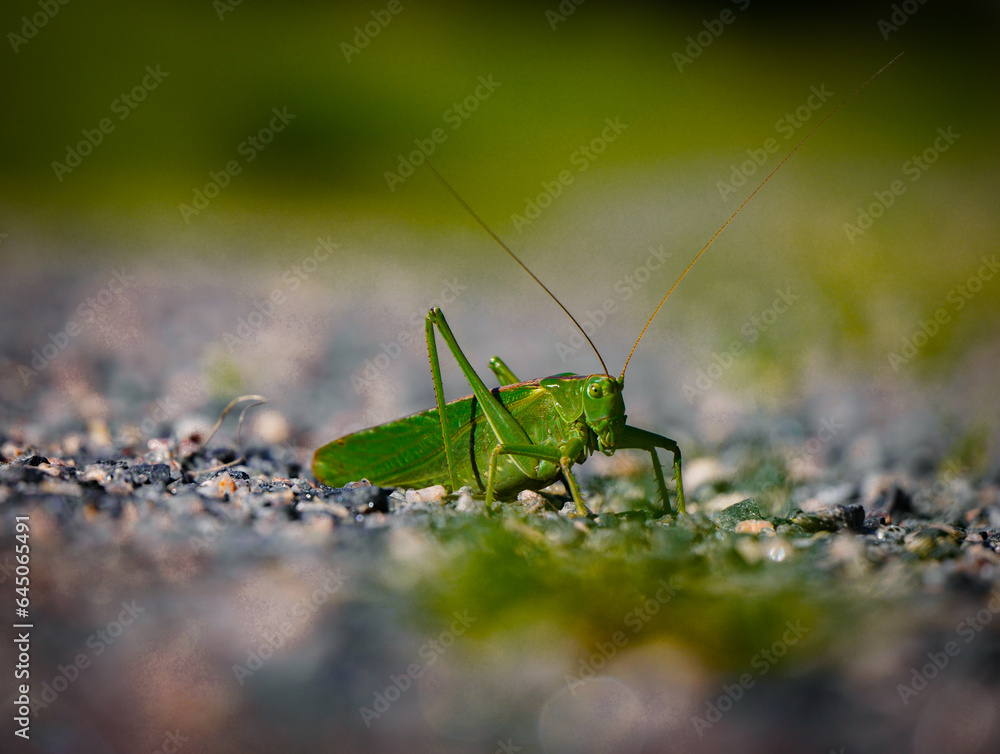 Close-up of bush crickets on the ground Close-up of bush crickets on the ground