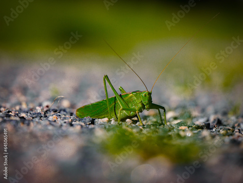 Close-up of bush crickets on the ground
