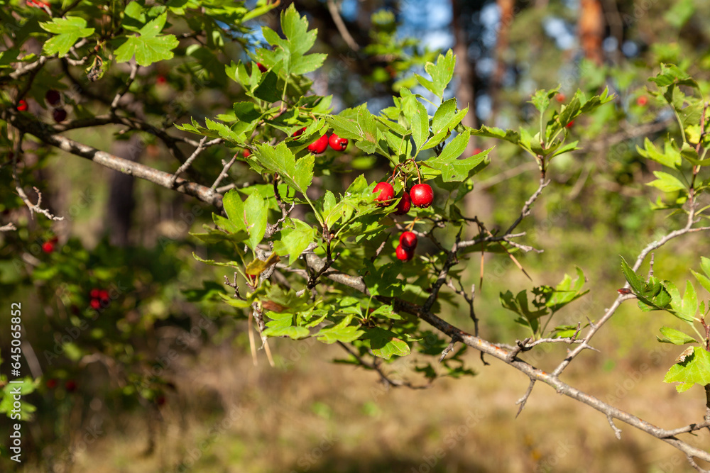 Midland hawthorn leaves and red berries. Crataegus monogyna. Single seed Hawthorn, Common Hawthorn, English Hawthorn. Midland hawthorn leaves and red berries. Crataegus monogyna. Single seed Hawthorn, Common Hawthorn, English Hawthorn.