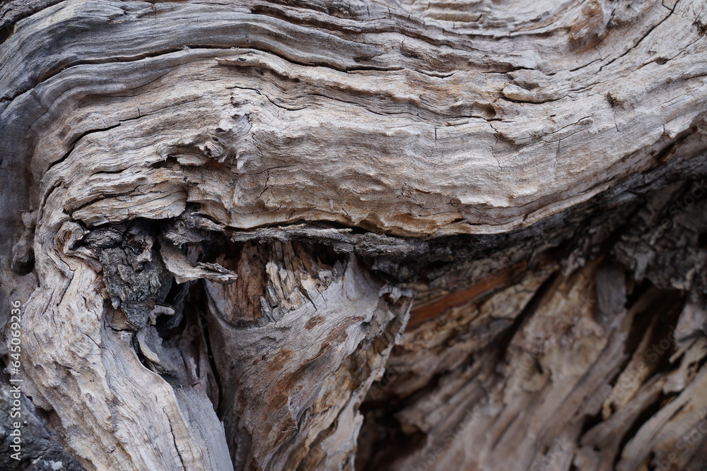 Old broken wood fiber texture. Broken tree trunk wood shrapnel Old broken wood fiber texture. Broken tree trunk wood shrapnel