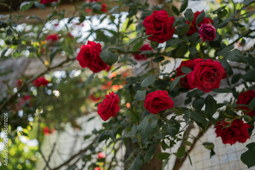 rose garden. A beautiful display of roses