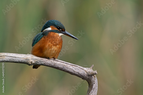 Kingfisher (Alcedo atthis) perched on a branch © davemhuntphoto