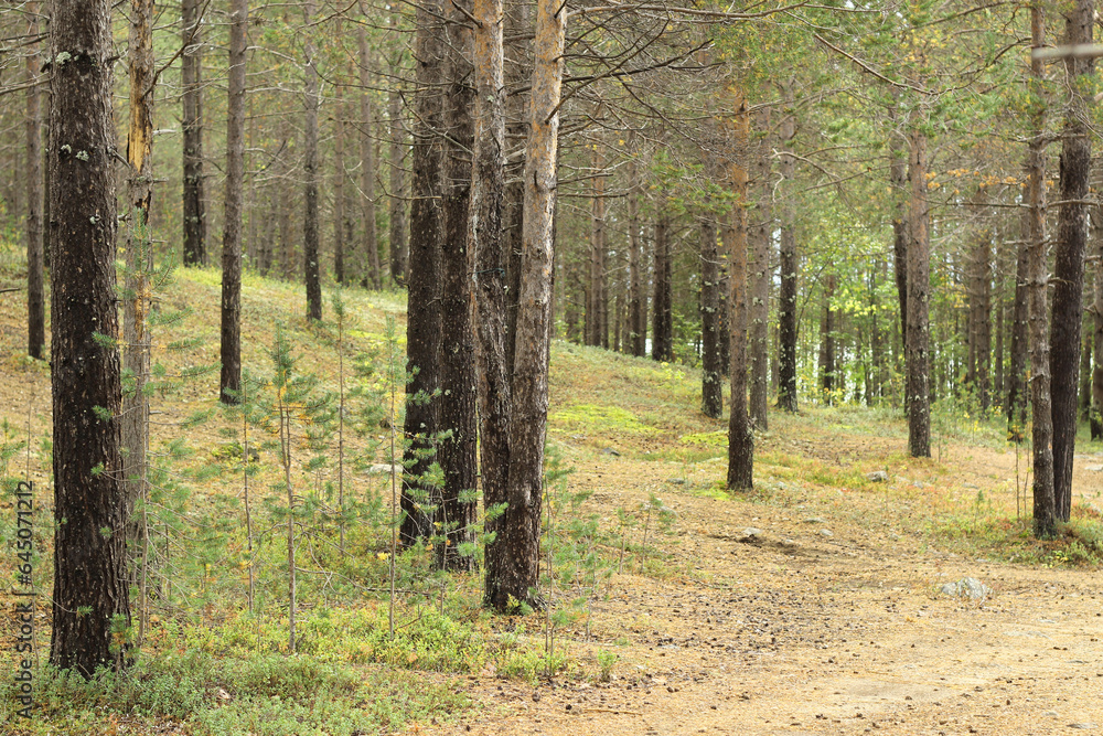 Beautiful, dry, forest.Trees in the forest, illuminated by sunlight. Beautiful, dry, forest.Trees in the forest, illuminated by sunlight.