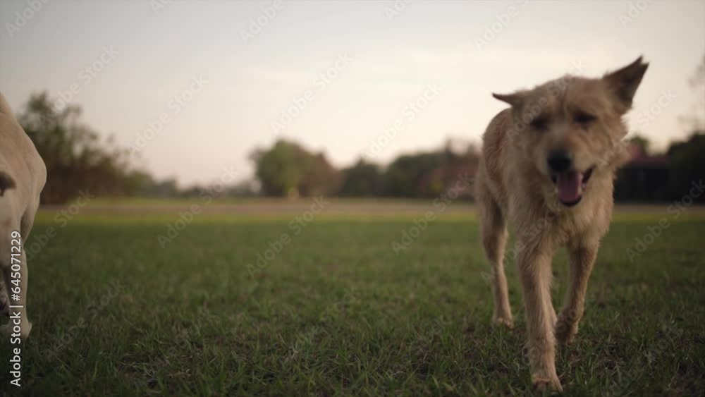 Dogs at doggy daycare playing