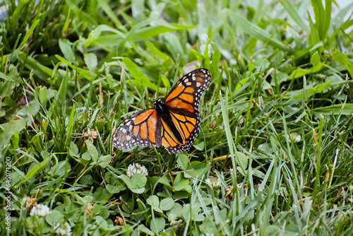 monarch butterfly © Monica