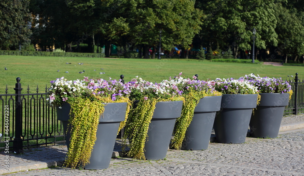 A row of large plastic planters with flowers in the city park, Senate ...