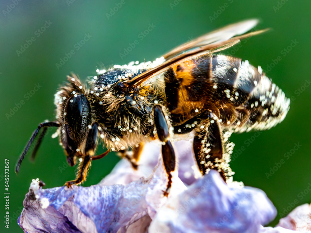 Bee