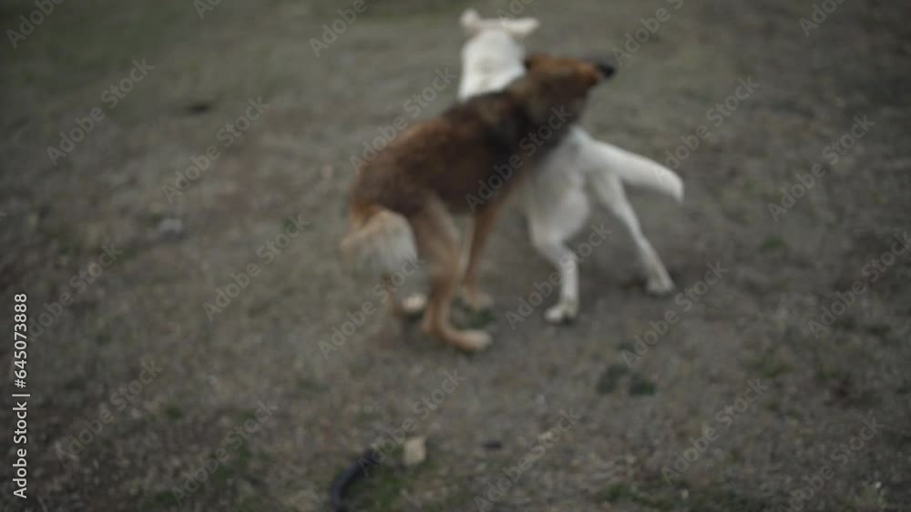 Dogs at doggy daycare playing Dogs at doggy daycare playing