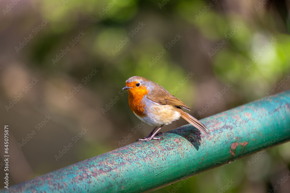 Fototapeta premium Robin Red Breast - Dublin's Red-Breasted Beauty (Erithacus rubecula)