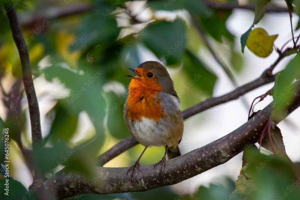 Robin Red Breast - Dublin's Red-Breasted Beauty (Erithacus rubecula) Robin Red Breast - Dublin's Red-Breasted Beauty (Erithacus rubecula)