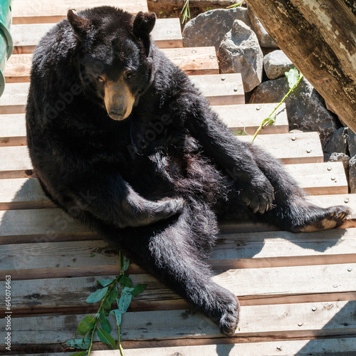 bear in zoo