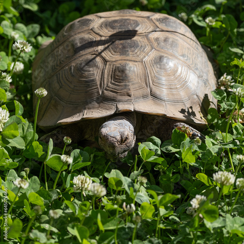 tortoise closeup