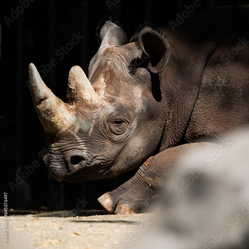 rhino in zoo