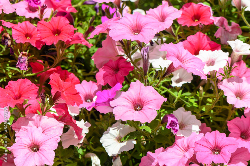 petunias in a pot blooming in summer on the street of Latvia 2 petunias in a pot blooming in summer on the street of Latvia 2
