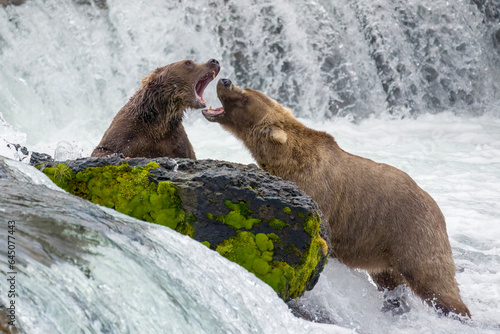 Two Brown Bears (909 & 128 Grazer) fighting at Brooks falls in Alaska