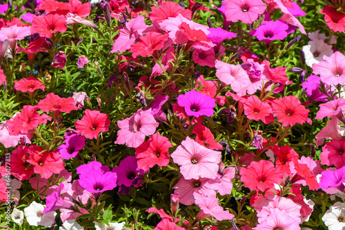 Wallpaper Mural beautiful colorful flowers as a background Torontodigital.ca