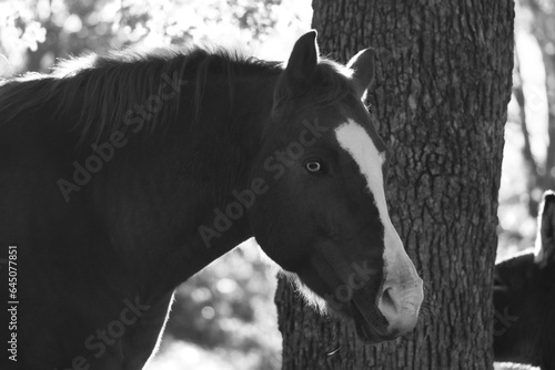 Horse on farm against tree background in black and white. © ccestep8