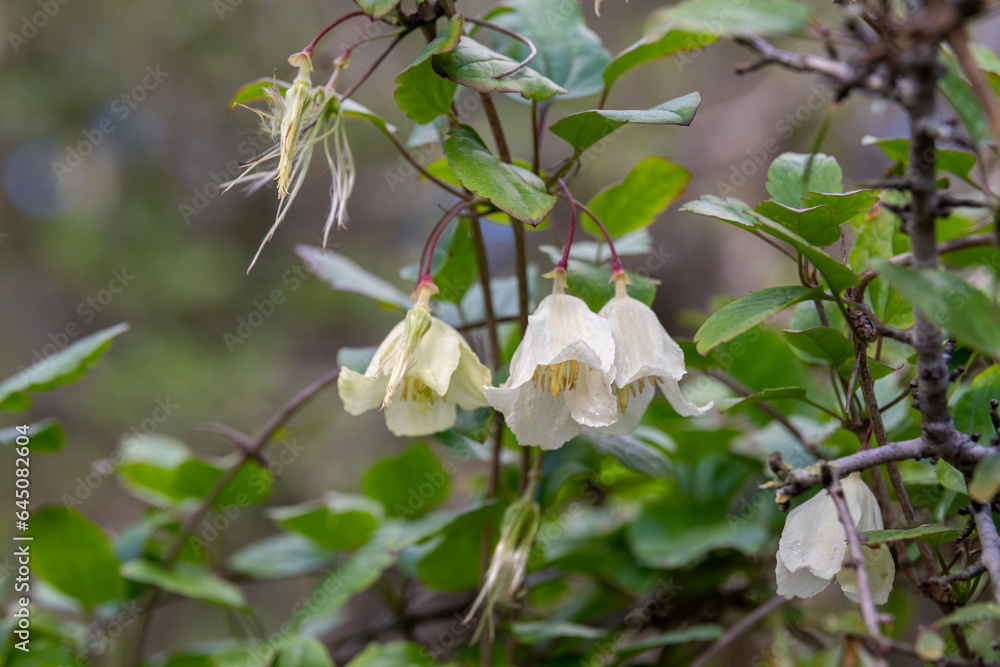 Delicate light yellow flower of Clematis cirrhosa vine which grows wild climbing trees in Israel. Other names Early Virgin's Bower, Traveler's Joy, Jingle Bells, Wisely Cream
Delicate light yellow flower of Clematis cirrhosa vine which grows wild climbing trees in Israel. Other names Early Virgin's Bower, Traveler's Joy, Jingle Bells, Wisely Cream